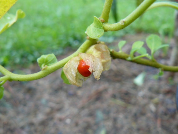Winter Cherry Seeds Withania Somnifera Indian Ginseng Seed 10 Ashwagandha Yard Garden Outdoor Living Plants Seeds Bulbs