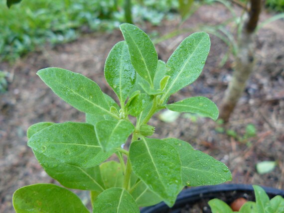 50 Ashwagandha Winter Cherry Seeds Indian Ginseng Seed Withania Somnifera Other Plants Seeds Bulbs Home Garden Worldenergy Ae