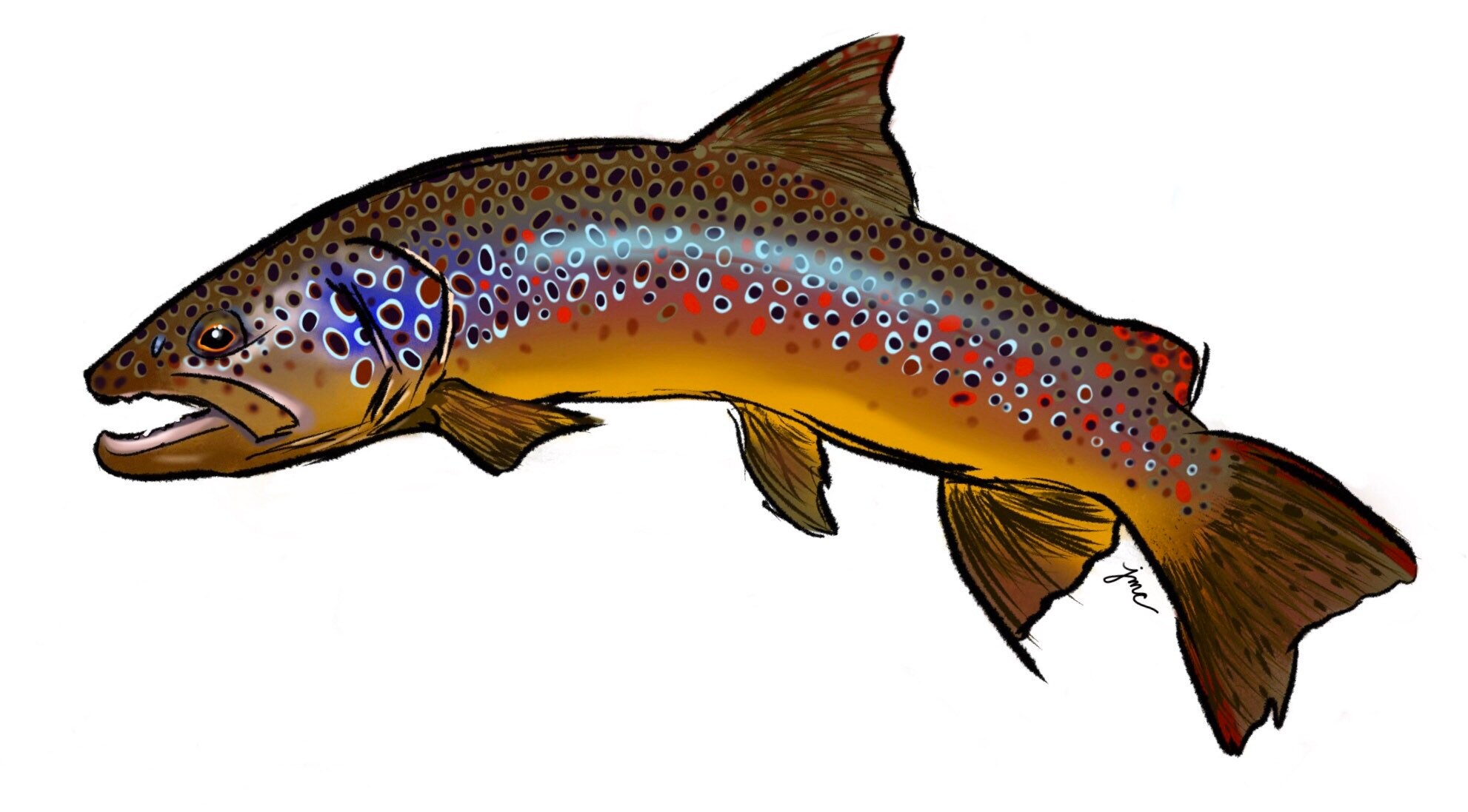 Brown Trout Sticker Etsy