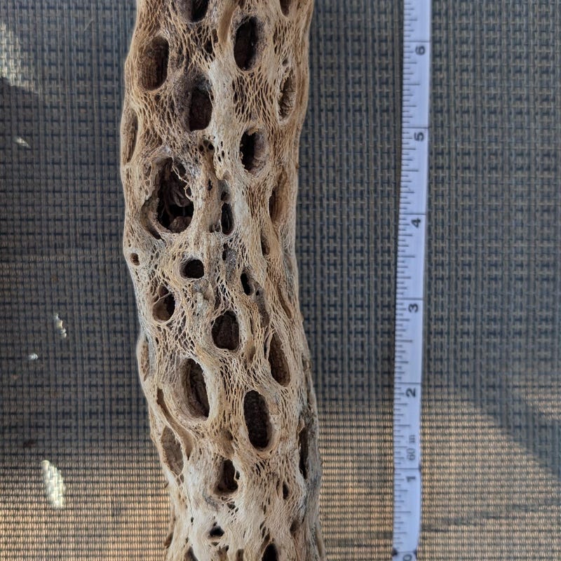 Saguaro Rib - Etsy