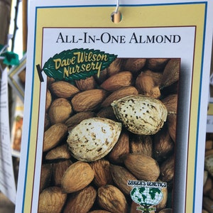 All In One Almond Live Tree