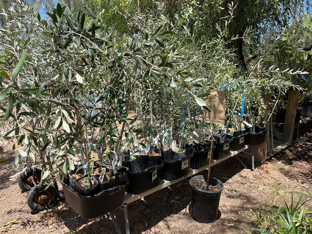 Fruiting Olive Trees 7 Varieties To Choose From Etsy Fruiting Olive Trees 7 Varieties To Choose From Etsy