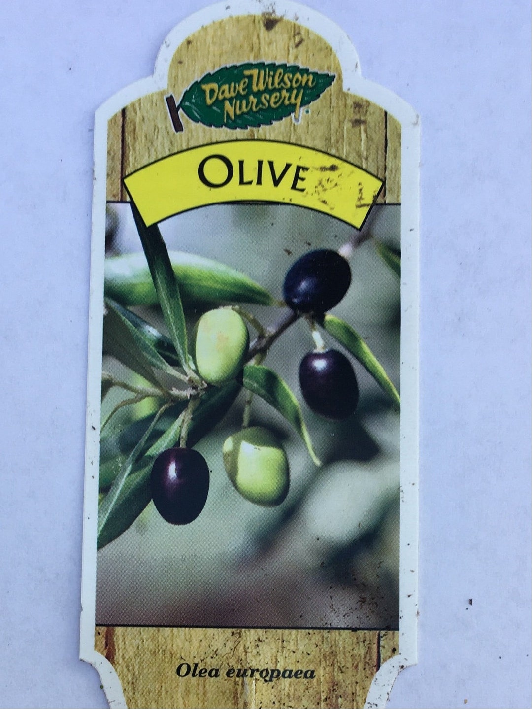 Fruiting Olive Trees 7 Varieties To Choose From Etsy Fruiting Olive Trees 7 Varieties To Choose From Etsy