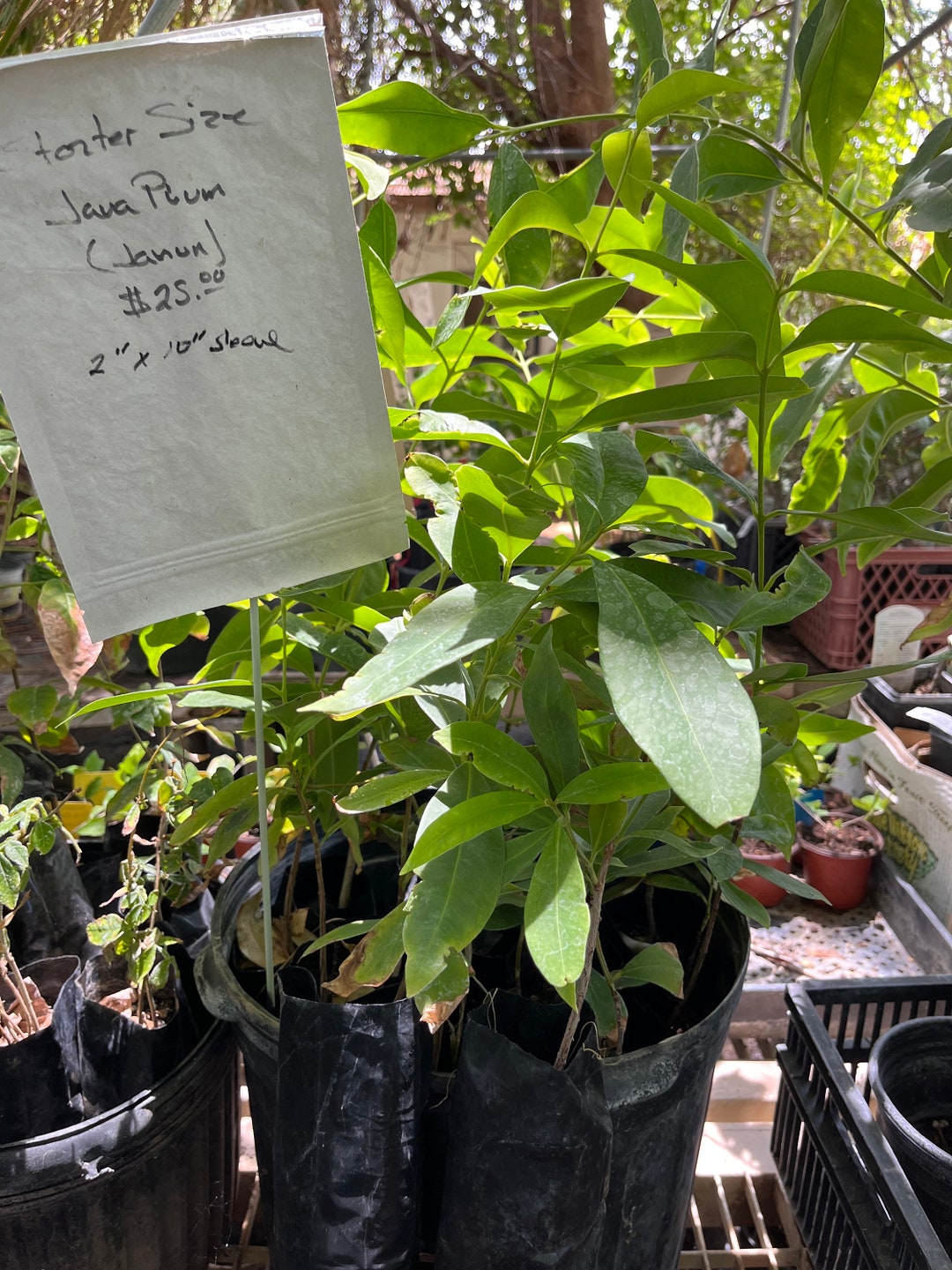 Grow Your Own Java Plum Tree Jamun Syzygium Cumini Etsy