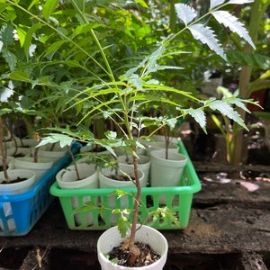 Neem Tree Starter Size Live Plant - Bitter Neem - Nemtree - Azadirachta indica Indian Lilian