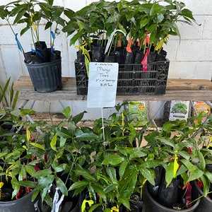 Grow Your Own Mango Tree - Assorted Varieties