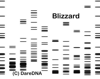 Your DNA, Your Pet's DNA: A Custom Portrait for Everyone in the Family - Wall décor decals wallpaper - snow blizzard hanging PCR digital art