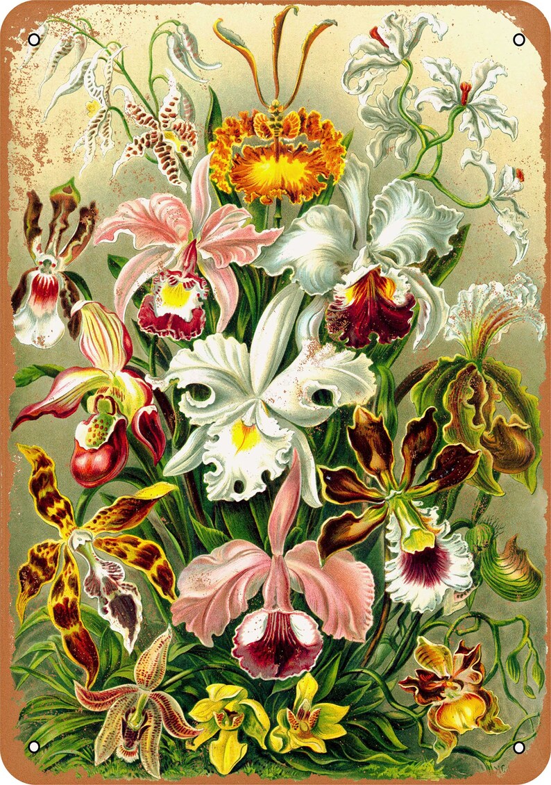 1904 Orchids Bouquet Vintage Look Metal Sign or Matted Print for 11x14 Frame