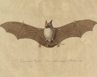 Vintage Bat Art Print - Bat Poster - Peaceful Vintage Animal Illustration - Vintage Bat Illustration - Museum Quality