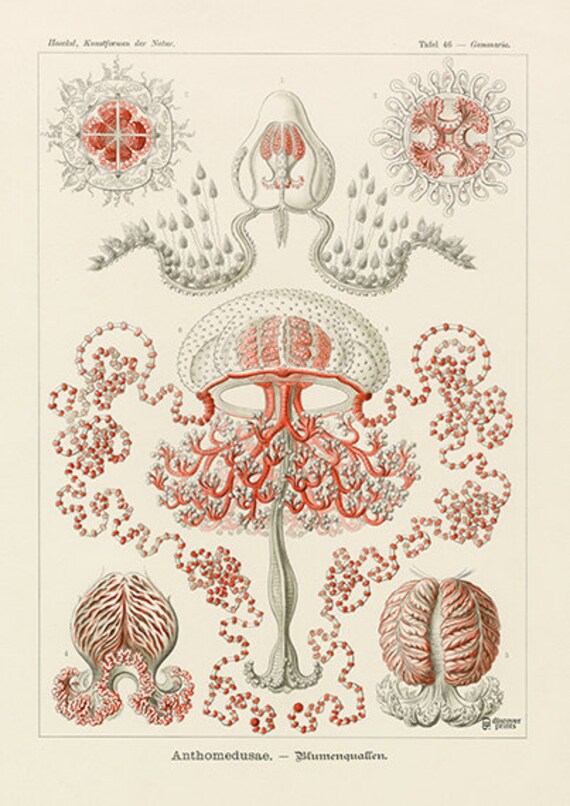 Ernst Haeckel Jellyfish Poster Vintage Jellyfish Art Print