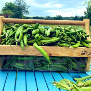 May include: A wooden crate filled with fresh green fava beans. The crate has a handle and a mesh bottom. The crate is labeled "An English Homestead".