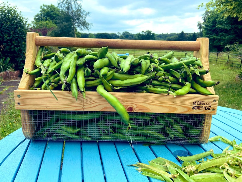 May include: A wooden crate filled with fresh green fava beans. The crate has a handle and a mesh bottom. The crate is labeled "An English Homestead".
