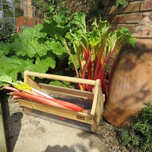 May include: A wooden crate filled with red and white rhubarb stalks. The crate has a wire mesh bottom and a wooden handle. The rhubarb is next to a large terracotta pot and a rhubarb plant with green leaves.