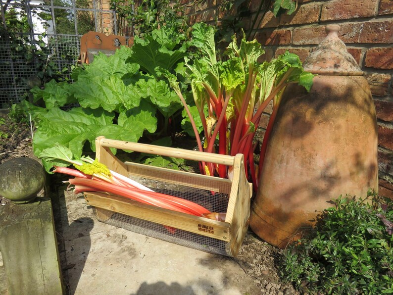 May include: A wooden crate filled with red and white rhubarb stalks. The crate has a wire mesh bottom and a wooden handle. The rhubarb is next to a large terracotta pot and a rhubarb plant with green leaves.