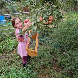 May include: A young person reaches for a red apple on a tree branch. The person is wearing a pink dress and is holding a wooden basket.