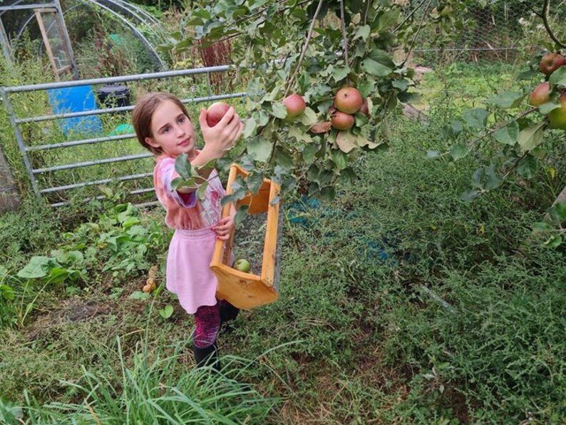 May include: A young person reaches for a red apple on a tree branch. The person is wearing a pink dress and is holding a wooden basket.