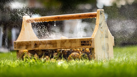 Reclaimed Pine Harvest Basket: Washable Produce Storage