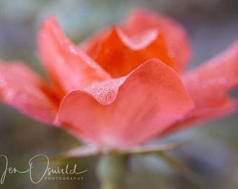 Pink Flower Painterly Fine Art - Print - Canvas Gallery Wrap - Nursery - Home Decor - Wall Decor - Rose