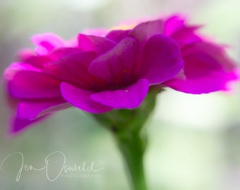 Purple Flower Painterly Fine Art - Print - Canvas Gallery Wrap - Nursery - Home Decor - Wall Decor