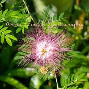 Flowering Plants , Calliandra , Flower Garden Plants  - Digital Download Photography - Wall Art Printable Photo
