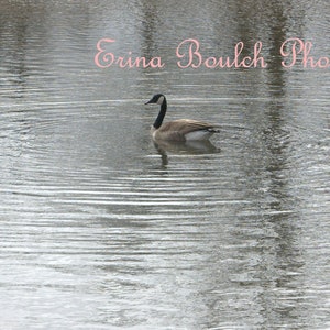 GEESE in a WATER POND  - Digital Download Photography - Waterfowl Wall Art Printable Photo