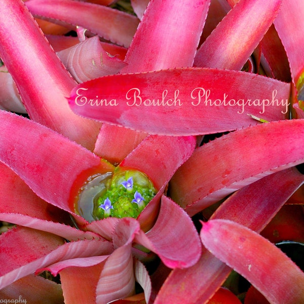 Flowering Plants , Bromeliaceae - the bromeliads , Flower Garden Plants  - Digital Download Photography - Wall Art Printable Photo