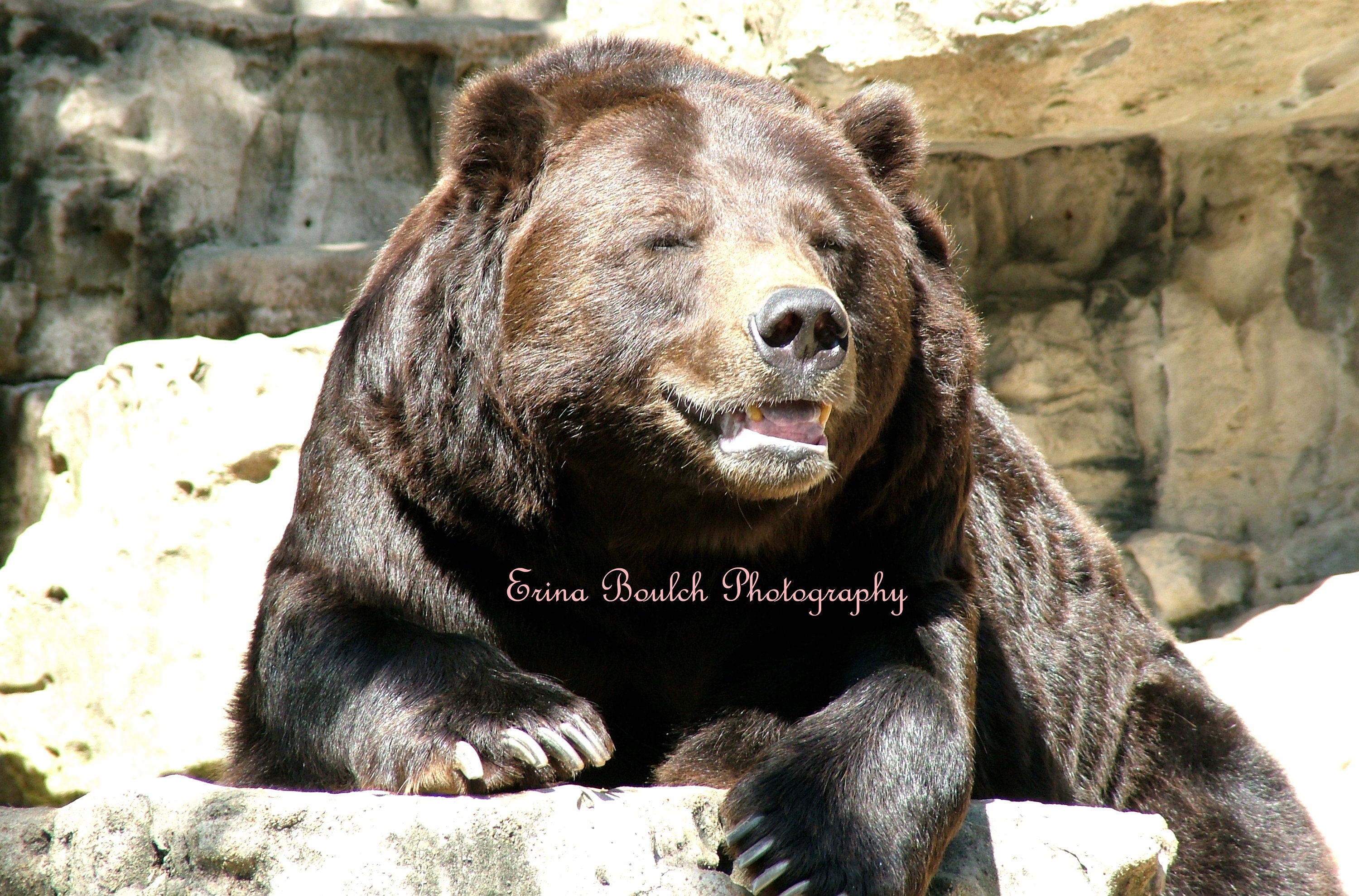 BROWN BEAR Kodiak Wild Animal Digital Download | Etsy