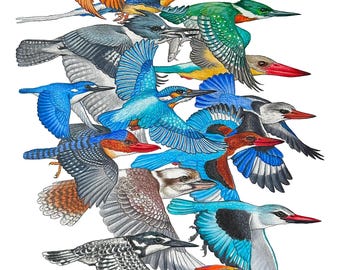 A Realm of Kingfishers (signed art print)