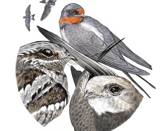 Swallow, Swift, Nightjar & House Martins (signed art print)