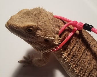 May include: A brown bearded dragon wearing a pink lizard harness with a black buckle.