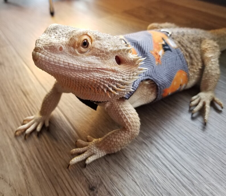 Bearded Dragon Leash Bearded Dragon Harness Lizard Leash Etsy