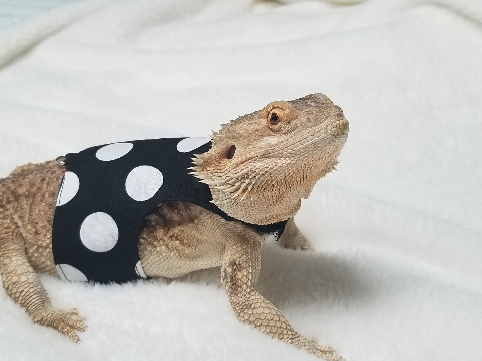 Bearded Dragon Leash Bearded Dragon Harness Lizard Leash Etsy