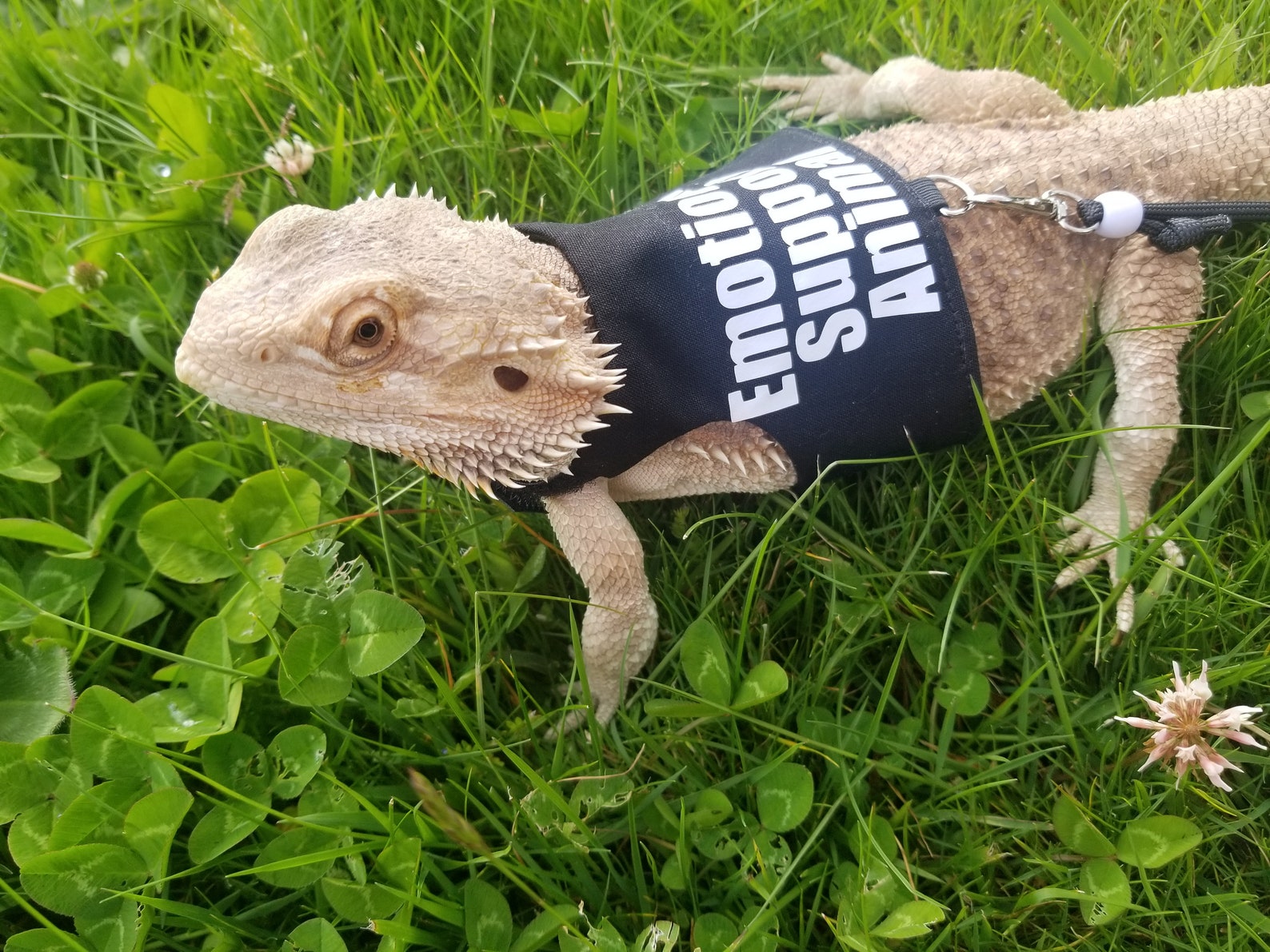 Bearded Dragon Leash Bearded Dragon Harness Lizard Leash Etsy