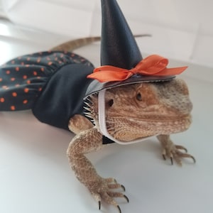 Halloween Costume, Witch Costume, Witch Hat, Halloween Pictures, Bearded Dragon Costume