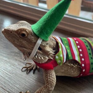 Bearded Dragon Elf Costume