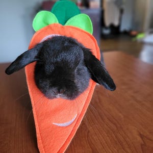 May include: A black rabbit wearing a carrot costume. The costume is made of felt and has green leaves on top. The rabbit is looking down at the camera.
