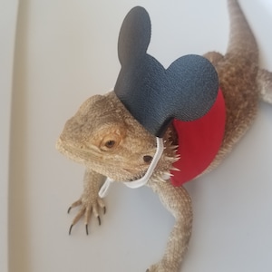Halloween Costume, Watermelon Costume, One in a melon, Halloween Pictures, Bearded Dragon Costume