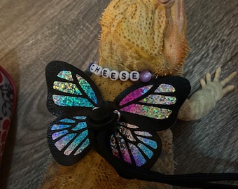 Peut inclure: Un dragon barbu portant un harnais de papillon noir avec des ailes irisées et un collier de perles qui dit "CHEESE".
