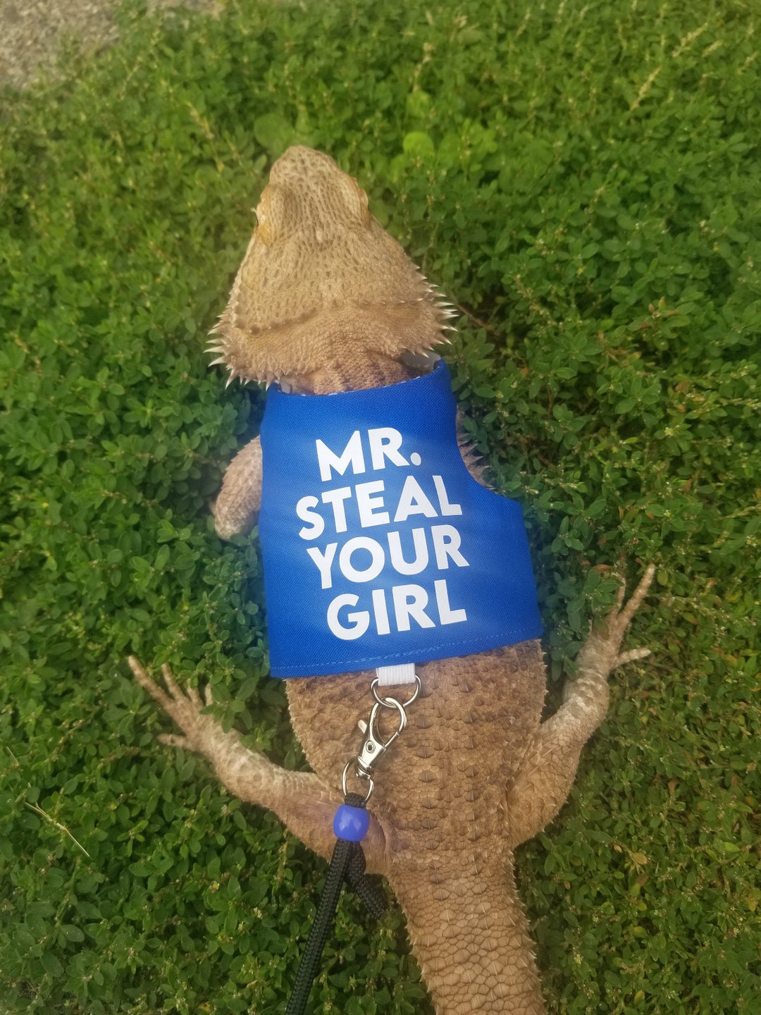 Bearded Dragon Leash, Bearded Dragon Harness, Lizard Leash, Lizard