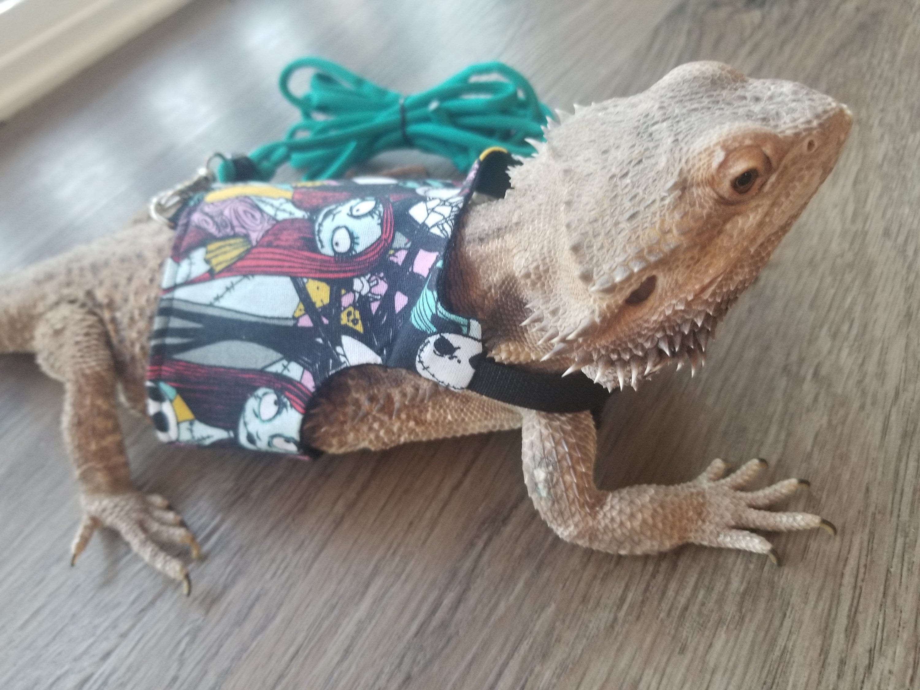 Bearded dragon hotsell shoes