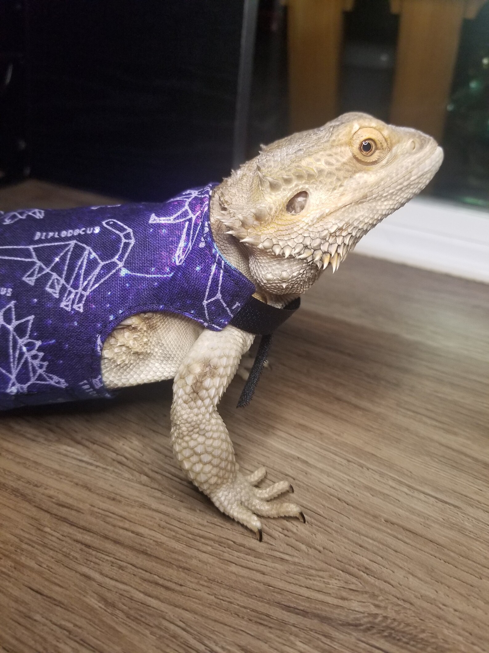 Bearded Dragon Leash Bearded Dragon Harness Lizard Leash Etsy