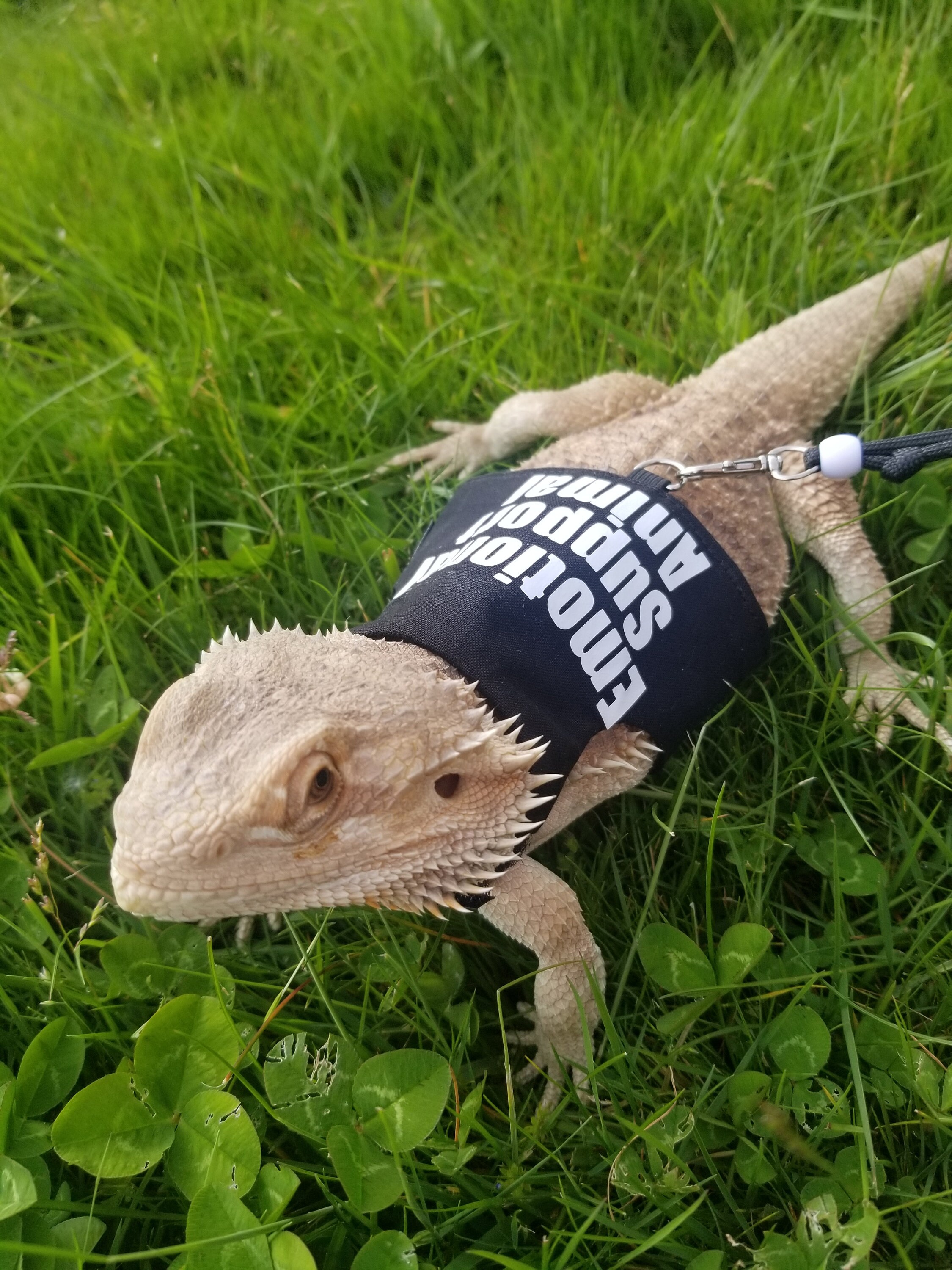 Bearded Dragon Leash Bearded Dragon Harness Lizard Leash Etsy