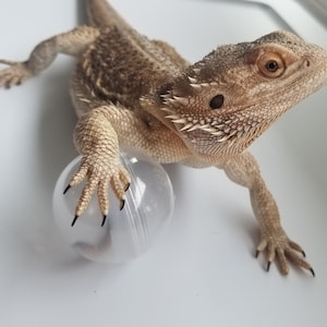 Bearded Dragon Bug Bubble Toy – 2-Inch, Set of 2