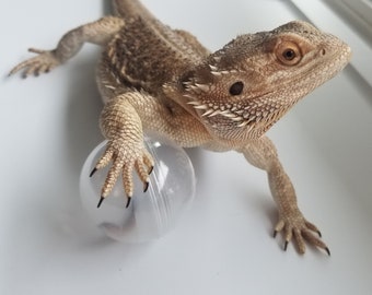 Bearded Dragon Bug Bubble - Bearded Dragon Toy