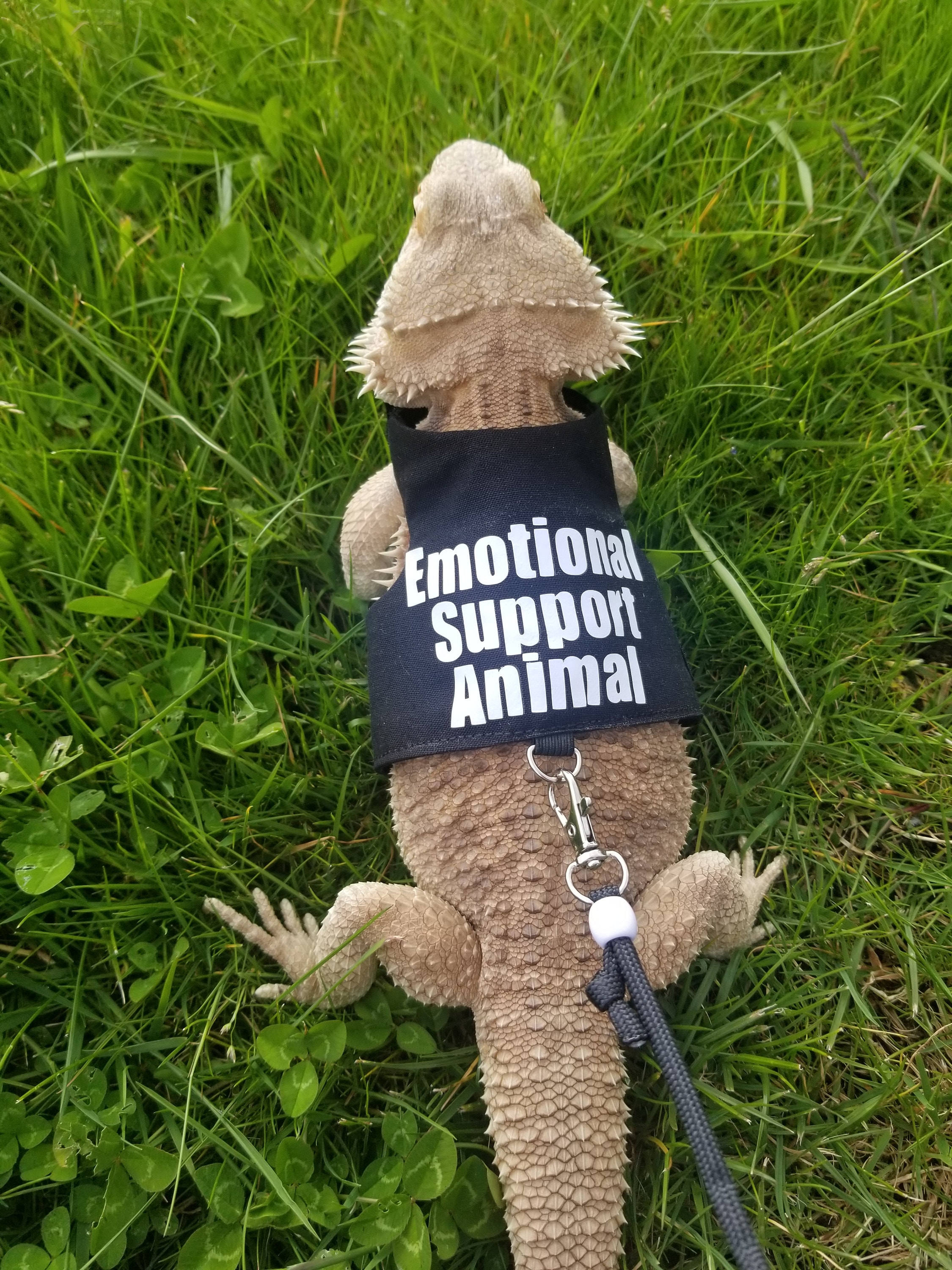 Bearded Dragon Leash Bearded Dragon Harness Lizard Leash Etsy