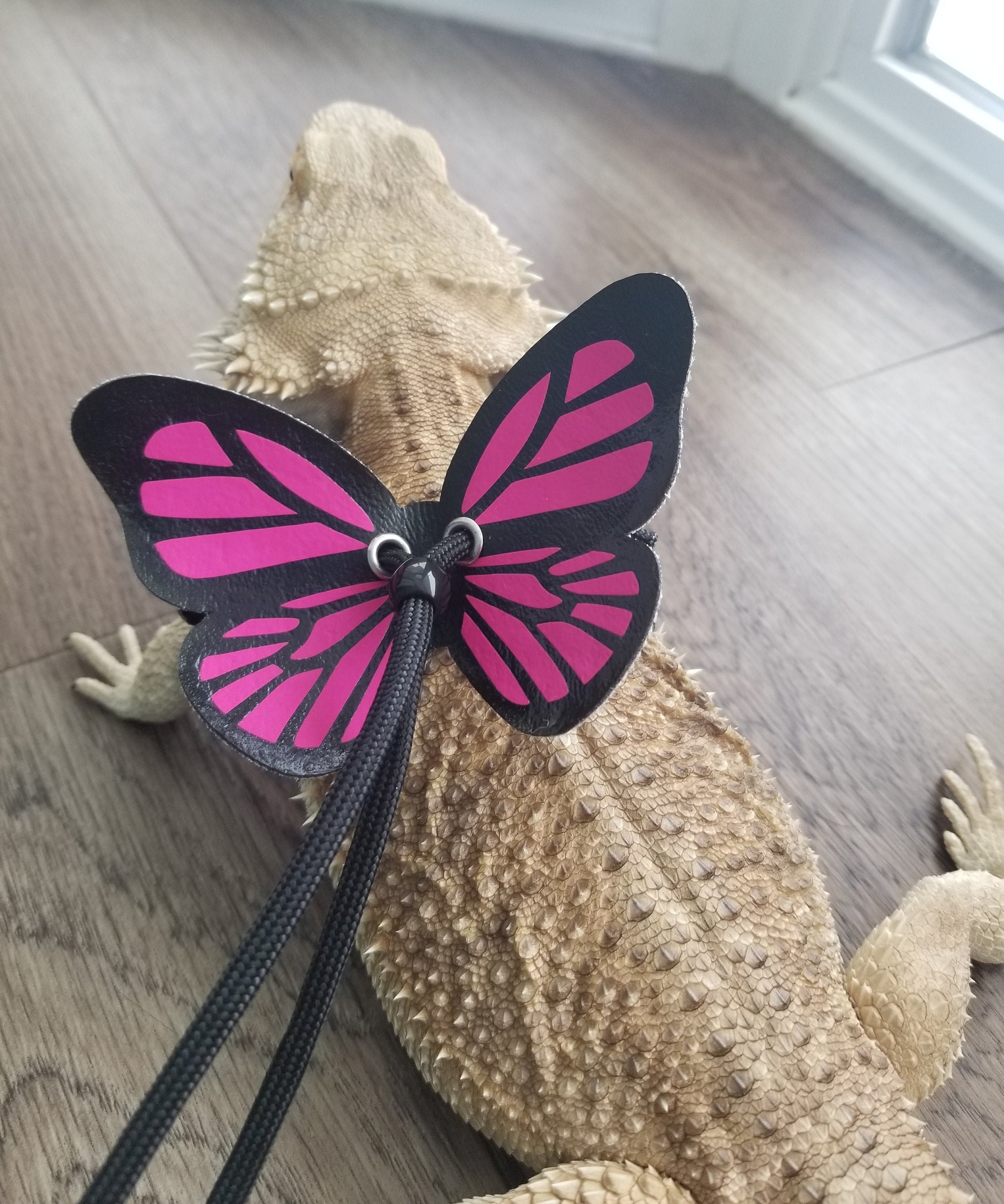 bearded dragon leash wings