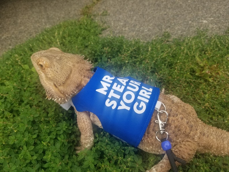 Bearded Dragon Leash Bearded Dragon Harness Lizard Leash Etsy