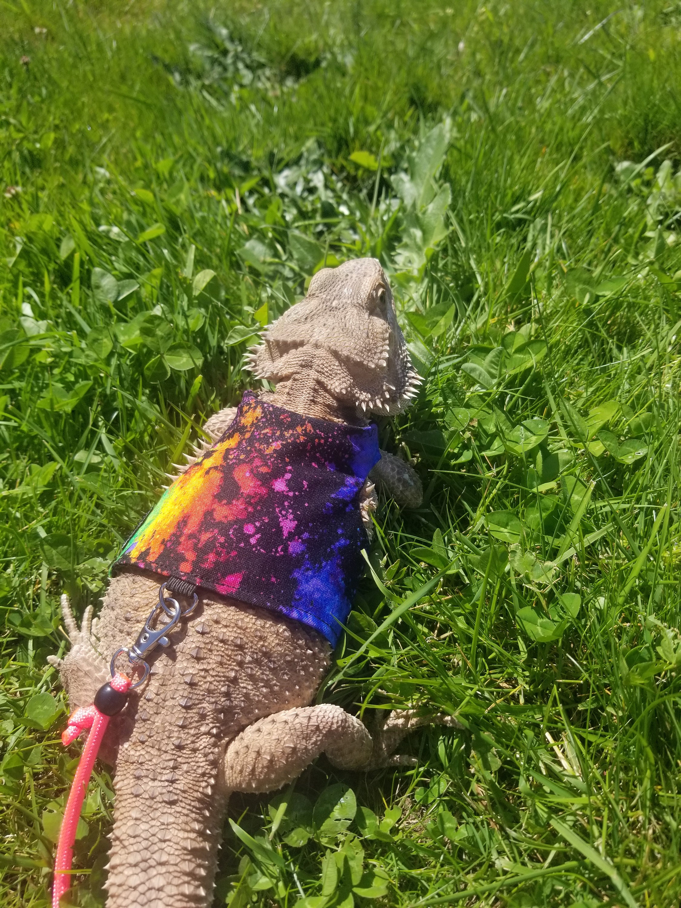 Bearded Dragon Leash Bearded Dragon Harness Lizard Leash Etsy