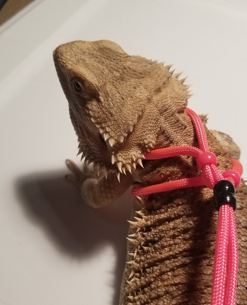 Bearded Dragon Leash Bearded Dragon Harness Lizard Leash Etsy