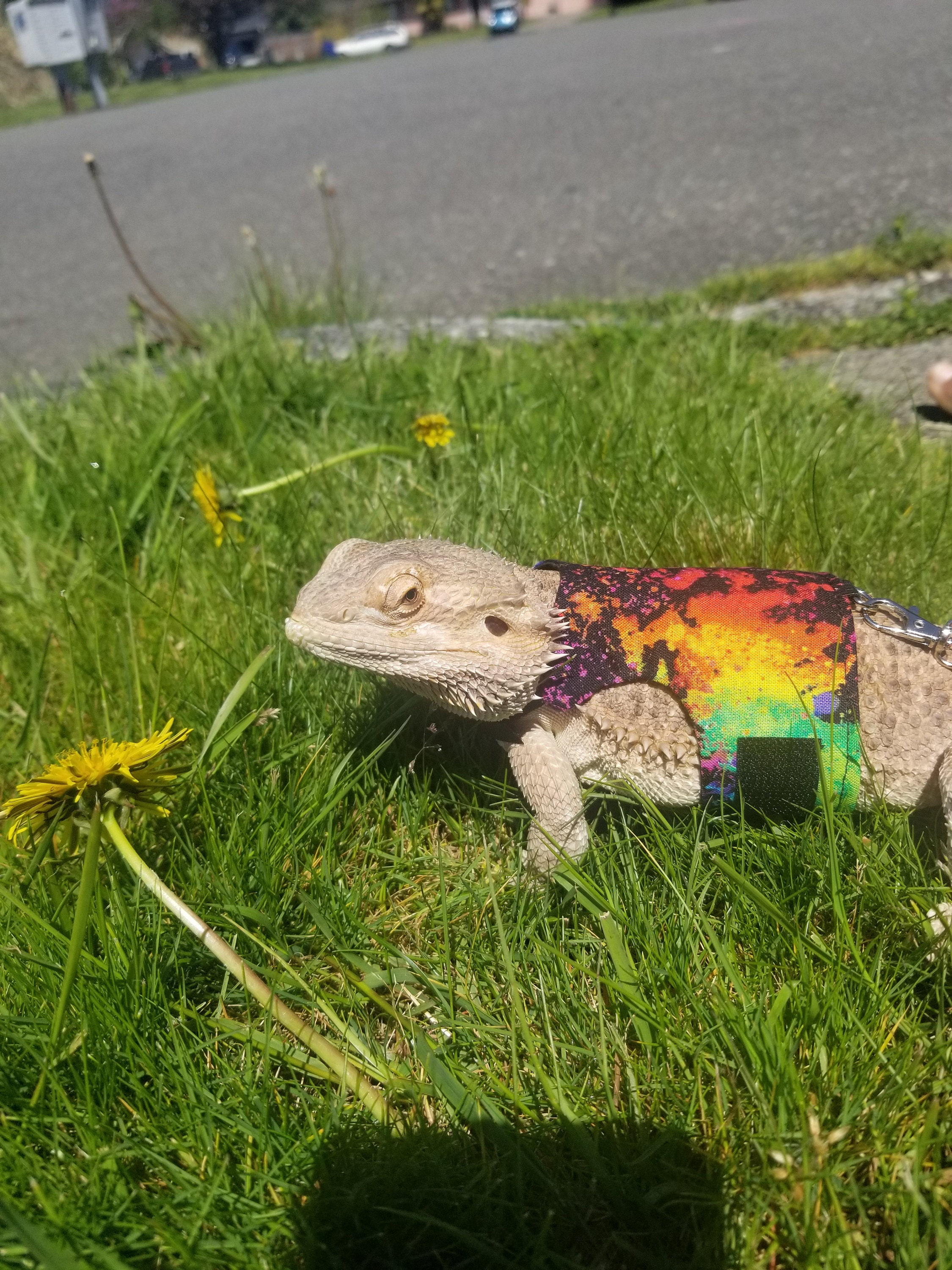 Bearded Dragon Leash Bearded Dragon Harness Lizard Leash Etsy